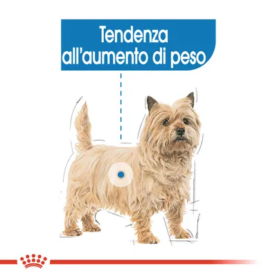Cane di piccola taglia con testo visibile: Tendenza all’aumento di peso. Illustrazione con segni grafici sul corpo del cane.