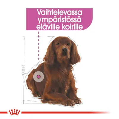 Teksti: Vaihtelevassa ympäristössä eläville koirille. Kuvassa ruskea koira istuu, taustalla mittaviivoja ja Royal Canin -tunnus alareunassa.