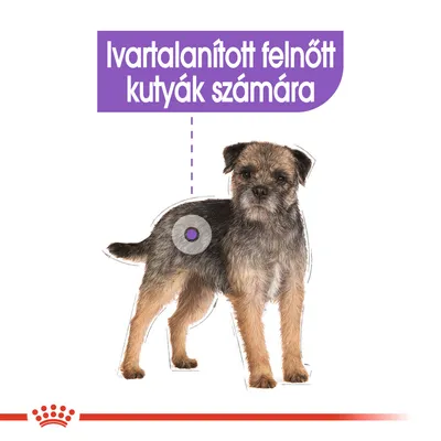 Ivartalanított felnőtt kutyák számára