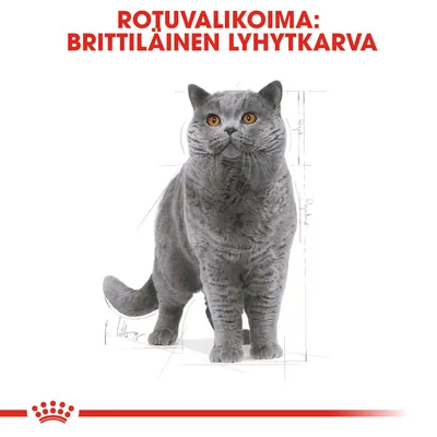 Rotuvalikoima: brittiläinen lyhytkarva. Kuvassa harmaa brittiläinen lyhytkarvakissa valkoisella taustalla, yläosassa punainen teksti.