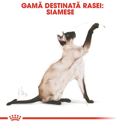 GAMĂ DESTINATĂ RASEI: SIAMESE, imagine cu o pisică siameză desenată pe fundal alb. Textul este evidențiat cu roșu în partea de sus a imaginii.