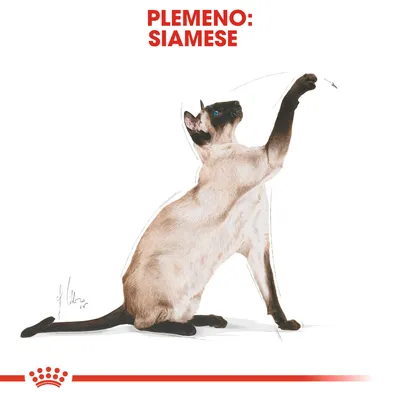 Text: PLEMENO: SIAMESE. Ilustrácia siamskej mačky s modrými očami, sediacej a zdvíhajúcej labku nahor.