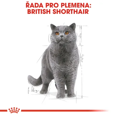 ŘADA PRO PLEMENA: BRITISH SHORTHAIR, obrázek britské krátkosrsté kočky, červený nápis nahoře, grafické linie v pozadí