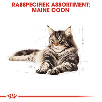 Rasspecifiek assortiment: Maine Coon. Afbeelding van een Maine Coon kat, liggend met groene ogen en gestreepte vacht.
