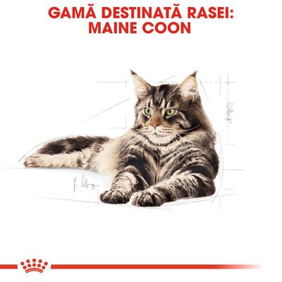 Text vizibil: GAMĂ DESTINATĂ RASEI: MAINE COON, imagine cu o pisică Maine Coon întinsă. Textul evidențiază o gamă de produse pentru această rasă.