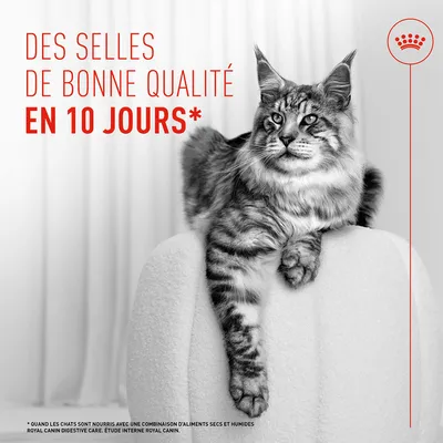 Royal Canin Digestive Care AirLift Mousse - 12 x 85 g