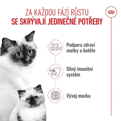 Grafika se třemi body: podpora zdraví matky a mláděte, silný imunitní systém, vývoj mozku. Zobrazeny dvě kočky. Grafika se třemi body: podpora zdraví matky a mláděte, silný imunitní systém, vývoj mozku. Zobrazeny dvě kočky.