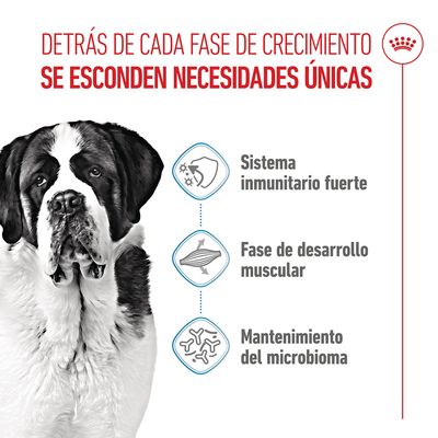 Royal Canin Giant Junior