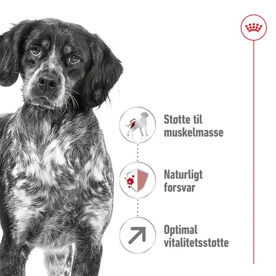 Hund ved siden af tre ikoner med tekst: Støtte til muskelmasse, Naturligt forsvar, Optimal vitalitetsstøtte. Øverst ses en krone med rød streg.