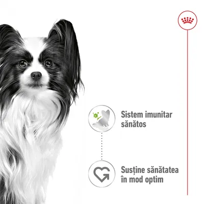 Câine alb-negru, text: Sistem imunitar sănătos. Susține sănătatea în mod optim. Simboluri asociate cu fiecare afirmație. Siglă Royal Canin în colțul dreapta sus.