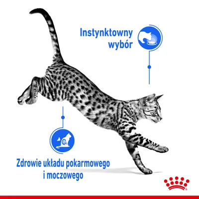 Instynktowny wybór. Zdrowie układu pokarmowego i moczowego. Skaczący kot, grafika Royal Canin.