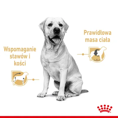 Wspomaganie stawów i kości, prawidłowa masa ciała – infografika z psem oraz ikonami ilustrującymi wsparcie dla stawów i kontrolę masy ciała. Logo Royal Canin.