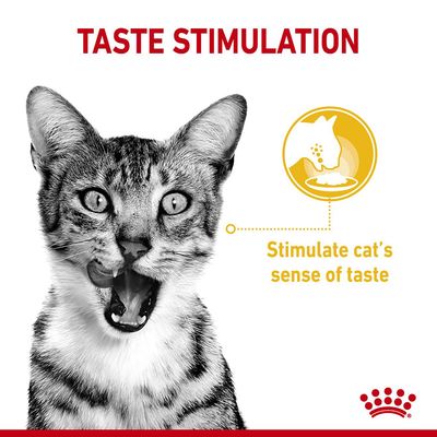 TASTE STIMULATION. Stimulate cat’s sense of taste. Tekst w języku angielskim, grafika kota i ikona z miską.
