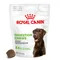 Royal Canin Digestion Adult Supplement Kauwsnacks 160 g ( 40 stuks)