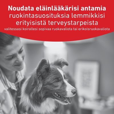Noudata eläinlääkärisi ruokintasuosituksia, jos lemmikilläsi on erityisiä terveystarpeita, erityisesti valitessasi dieetti- tai erikoisruokaa.