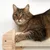 Gato atigrado marrón tumbado sobre un rascador de pared de madera y sisal. El producto muestra el uso de un mueble rascador para gatos.