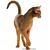 Abyssinische kat met korte, lichtbruine vacht en grote oren, staand en naar rechts kijkend. © Royal Canin 2010 zichtbaar onderaan.