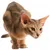 Image of a crouching cat, shown in profile, highlighting its posture and alert expression for product demonstration purposes.