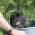Petit chien noir à poils durs assis dans une caisse de transport grise avec grille métallique noire, personne au premier plan portant une montre en cuir marron.