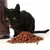 Schwarze Katze neben einem Haufen brauner Trockenfutterstücke und einer geöffneten Verpackung mit Trockenfutter.
