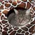 Cuccia per gatti marrone con motivo giraffa, gatto all'interno che guarda fuori.