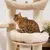 Cat tree with beige plush bed and sisal posts, cat sitting on the top platform.