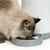Katze frisst aus einem grauen Futternapf, der mit Trockenfutter gefüllt ist. Im Hintergrund ein weisser automatischer Futterspender.