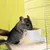 Chinchilla frisst aus einem grauen Futternapf, der an der Gitterwand eines Käfigs befestigt ist.