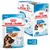 ROYAL CANIN Puppy 2 to 15 months MAXI, 140g pouch, tender chunks in gravy, pack of 10 pouches, suitable for adult animals 26–44 kg.