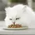 Weiße Langhaarkatze frisst Nassfutter von einem weißen Teller.