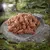 Dog food with meaty texture on a stone, surrounded by forest landscape. Wolf visible in the background.