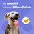 Zahnpflege Snack: Pedigree Dentastix für mittelgrosse Hunde (10-25 kg) - 5 Stück (128 g)