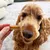 Dog being fed a chew snack, close-up shows the snack being used in the dog's mouth. Dog being fed a chew snack, close-up shows the snack being used in the dog's mouth.