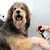 Dog being treated with a green bottle of care product applied by a hand.