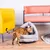 Braun getigerte Katze neben einem grauen, weichen Katzenbett in Zeltform mit hängendem Spielzeug.