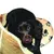 Vinterset: Vetbed® Isobed filt + Snugglesafe värmedyna - Filt L 75 x B 50 cm + SnuggleSafe värmedyna Vinterset: Vetbed® Isobed filt + Snugglesafe värmedyna - Filt L 75 x B 50 cm + SnuggleSafe värmedyna