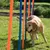 Hund navigiert durch orange und blaue Slalomstangen auf einer grünen Wiese, Trainingszubehör für Hunde.