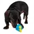 Hond speelt met blauw speelgoed in de vorm van een vis met gele vinnen.