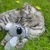Grijze kat ligt in het gras en houdt een grijs pluchen koala-speelgoed met zwarte neus en groen koord vast.