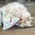 Beige cat playing with a small fabric cushion with floral pattern on wooden floor.