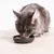Gatto a pelo lungo mangia da una ciotola nera con alimento umido su un pavimento in legno chiaro.