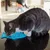 Katze leckt an einer blauen Fisch-förmigen Schleckmatte auf einem Tisch.