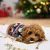 Beeztees Weihnachtszuckerstange Rinderhaut 176 g Beeztees Weihnachtszuckerstange Rinderhaut 176 g