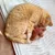 Schlafende orangefarbene Katze auf Decke mit braunem Plüschspielzeug in Lebkuchenmann-Form. Schlafende orangefarbene Katze auf Decke mit braunem Plüschspielzeug in Lebkuchenmann-Form.