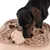 Dog interacting with a beige plastic intelligence toy featuring multiple compartments and mazes for snacks.