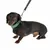 Hund mit grünem Halsband und schwarzer Leine, Produkt von EGO.