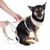 Beige dog harness with matching lead, attached to a small dog. Harness and lead made of fabric with gold-coloured metal fastenings.