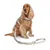 Hund mit beige Geschirr und passender Leine, zeigt Produktanwendung für Hundezubehör.