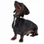 Dachshund with brown collar made of leather and fabric, decorated with blue and white stripes.