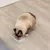 Cat eating from a white food bowl with several compartments filled with wet food. The bowl is on a light wooden floor.